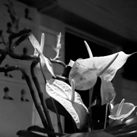 サブビジュアル 花